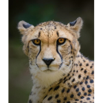 The Animal Love Of Planet Earth