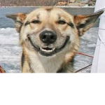 Happy Doggy Days