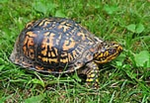 *Max's Turtle Squad*