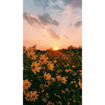 “The suns”