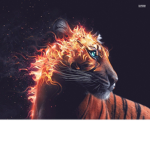 Tiger Fanclub