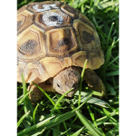 Magic turtle
