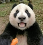 Badass Panda
