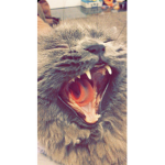 im a cat Meow