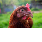 The Chicken Coup Club