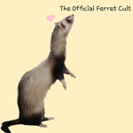 The Official Ferret Cult