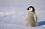 Penguin lover men