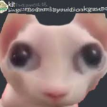 PilarBears