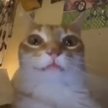 my CAT ran away 😔