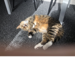Melanie the cat