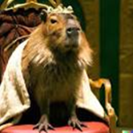 Capybara Anti-Scamming group