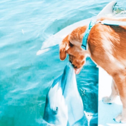 - `. 🐋-`