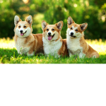Le Corgi Group