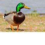 Offical Duck Studios