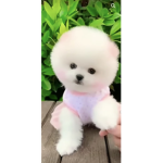 Wambamyesmam
