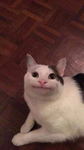 Da Gato army