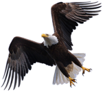 胜利 EAGLE SWOOP 伊格尔 ·斯沃普