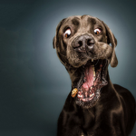 Die hotten Hunde