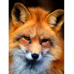 =3 THE PAWSOME ANIMAL YT =3