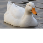 DucksHome