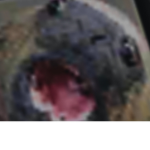 Kaykaynizil