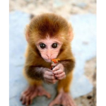 Monkey Club Rules!