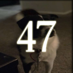 47 Community