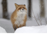 Fox’s heart