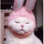 bunnycorns and kittycorns! :3