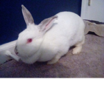 Bunny Rabbits