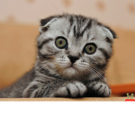 #kitten club#