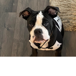 doggy cute love
