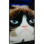 Grumpy cat hangout