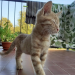 · succulent ·