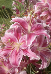Lilyflower’s Flowers!