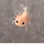 Tiny axolotl fan group