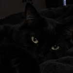 Follow4follows Group Thumbnail