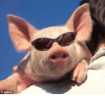 Pig's are da best group