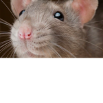 rats SOS