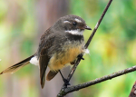 Flying fantail