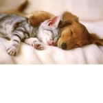 Kittys and puppys c: