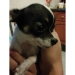 Grupo del perrito :3