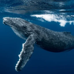 Whale Room icon