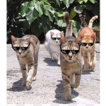 The Cool Cats!!! :)