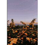 Team ay ca