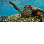 Da #TurtleSquad