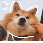 ~A͓̽e͓̽s͓̽t͓̽h͓̽e͓̽t͓̽i͓̽c͓̽ p͓̽u͓̽p͓̽p͓̽i͓̽e͓̽s~