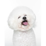 ~Dog Fans~