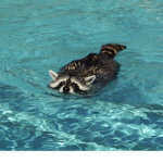 The swimmer