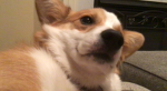 OMG CORGI